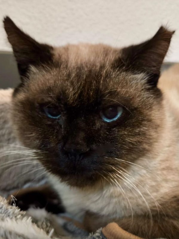 Pancho - Chat à adopter - photo 6