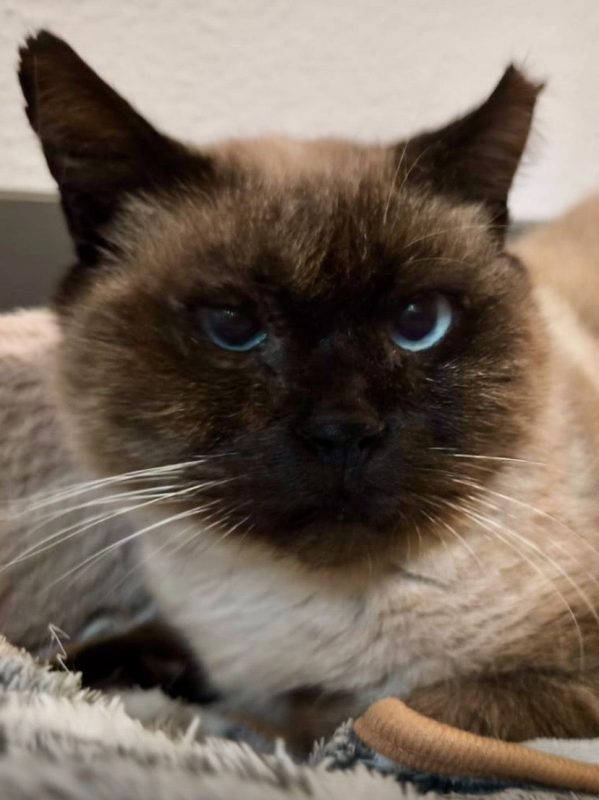 Pancho - Chat à adopter - photo 7