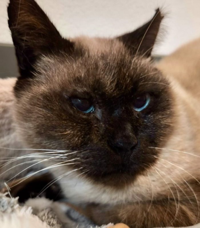 Pancho - Chat à adopter - photo 3
