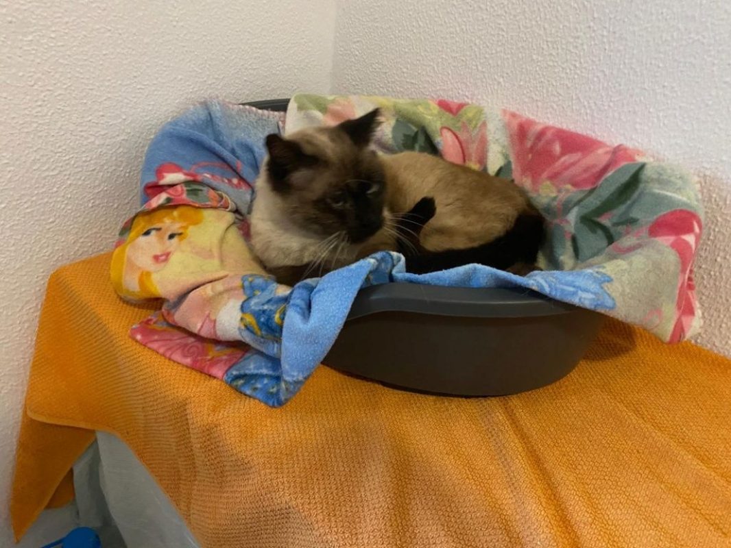 Pancho - Chat à adopter - photo 5
