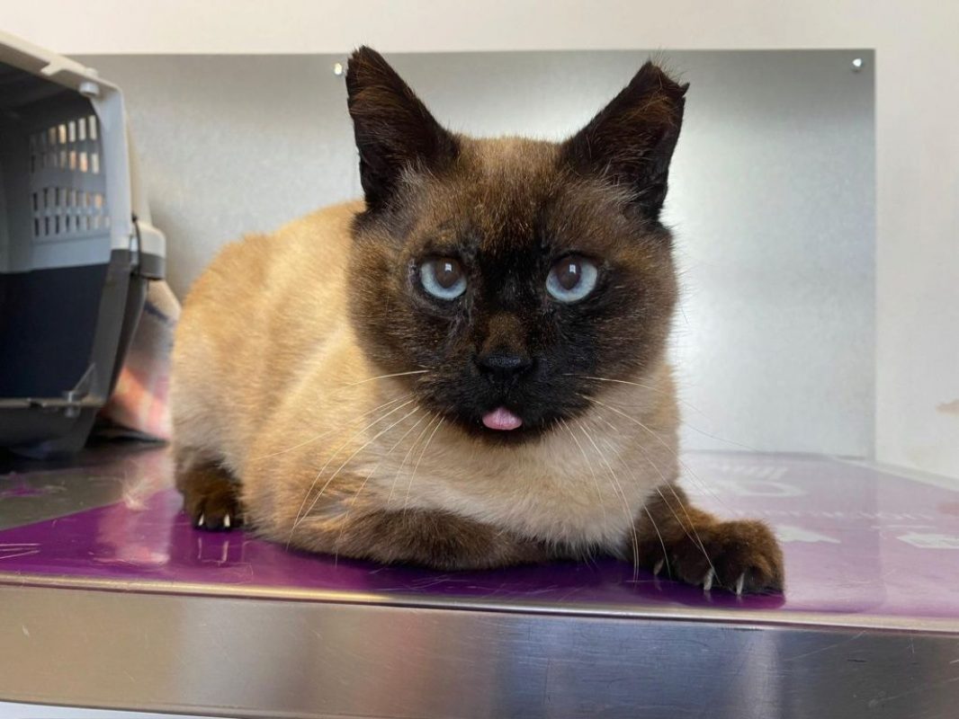 Pancho - Chat à adopter