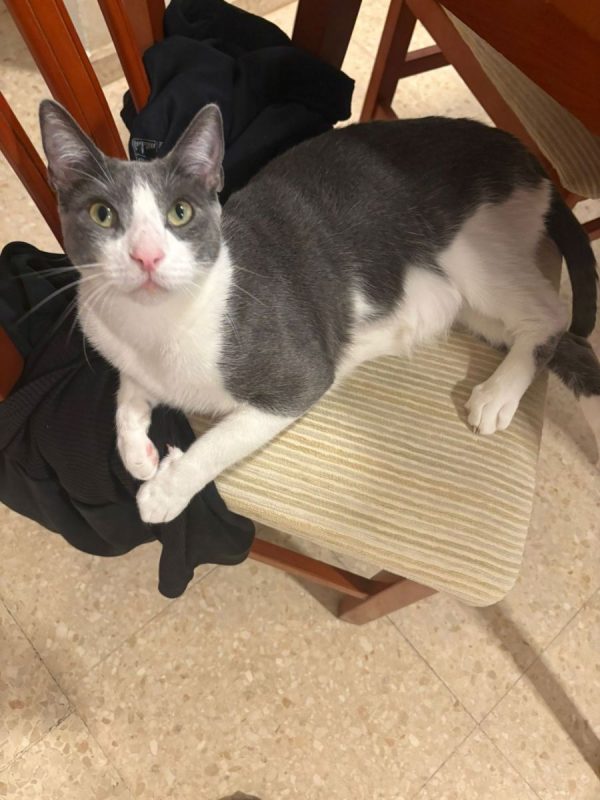 Orion - Chat à adopter