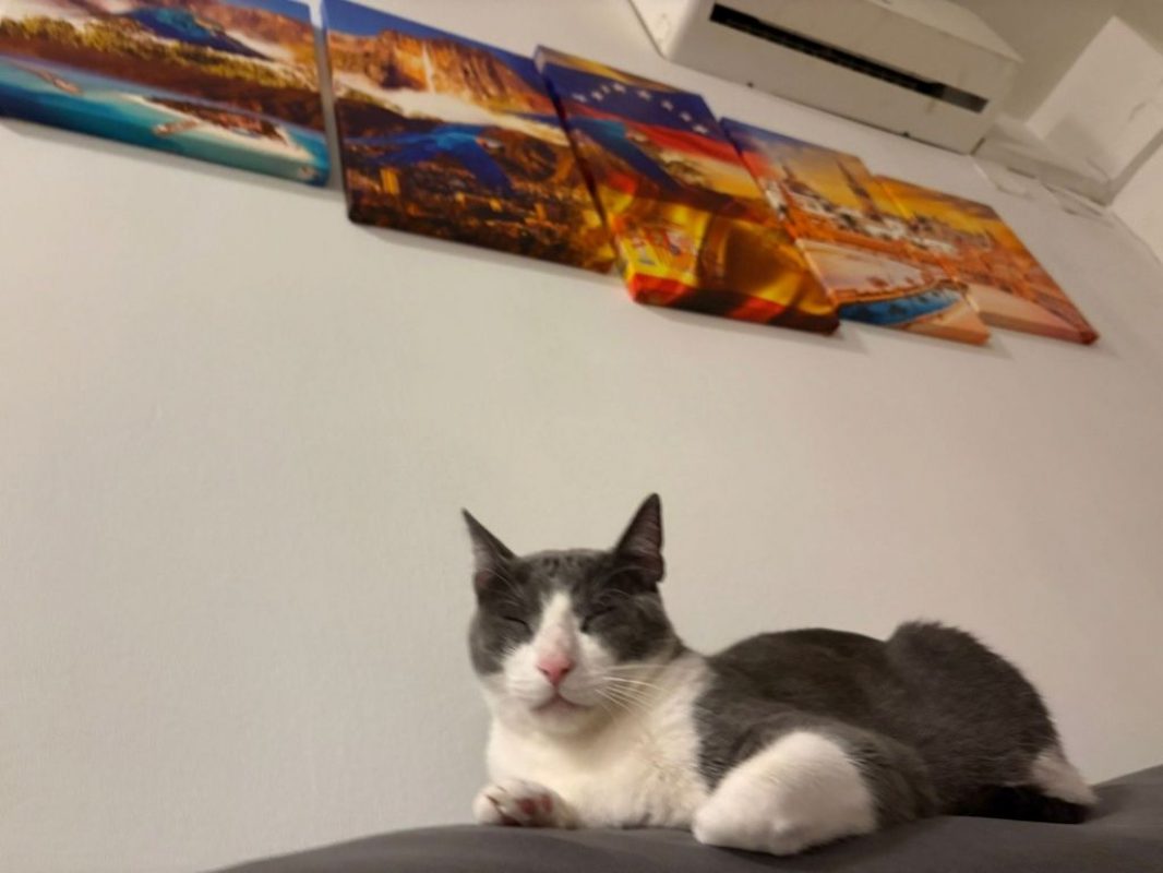 Orion - Chat à adopter - photo 2