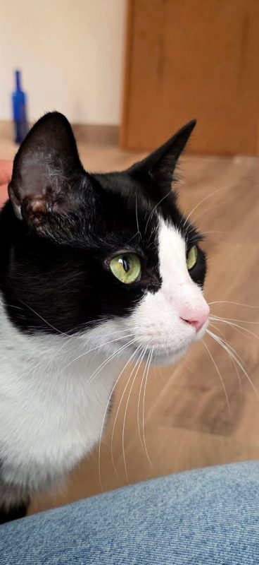 Leo - Chat à adopter - photo 4