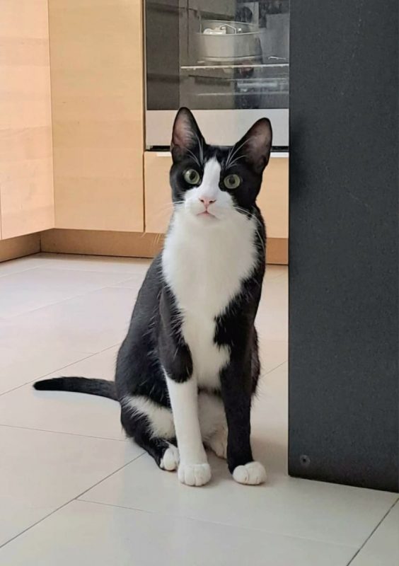 Leo - Chat à adopter - photo 2