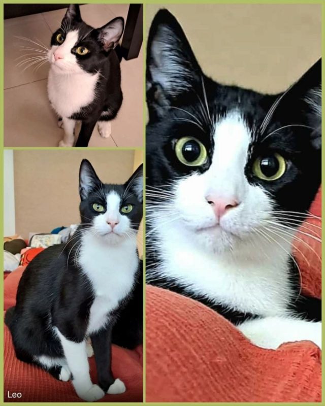 Leo - Chat à adopter