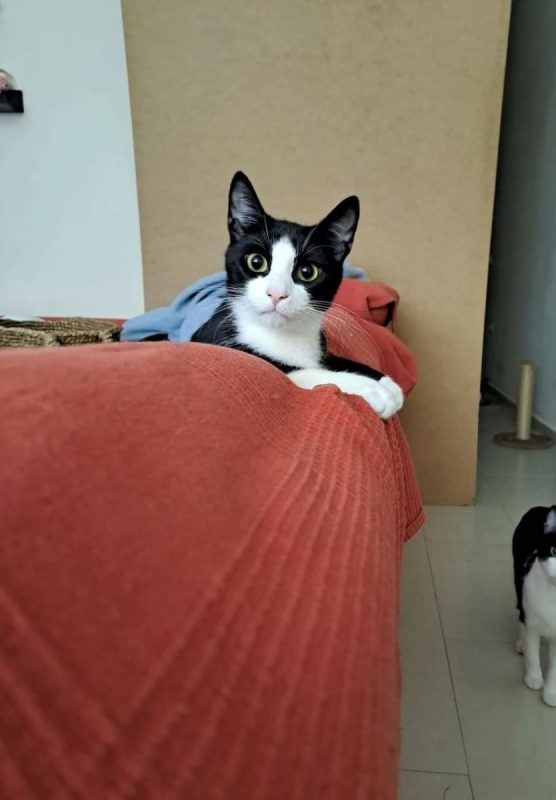 Leo - Chat à adopter - photo 3