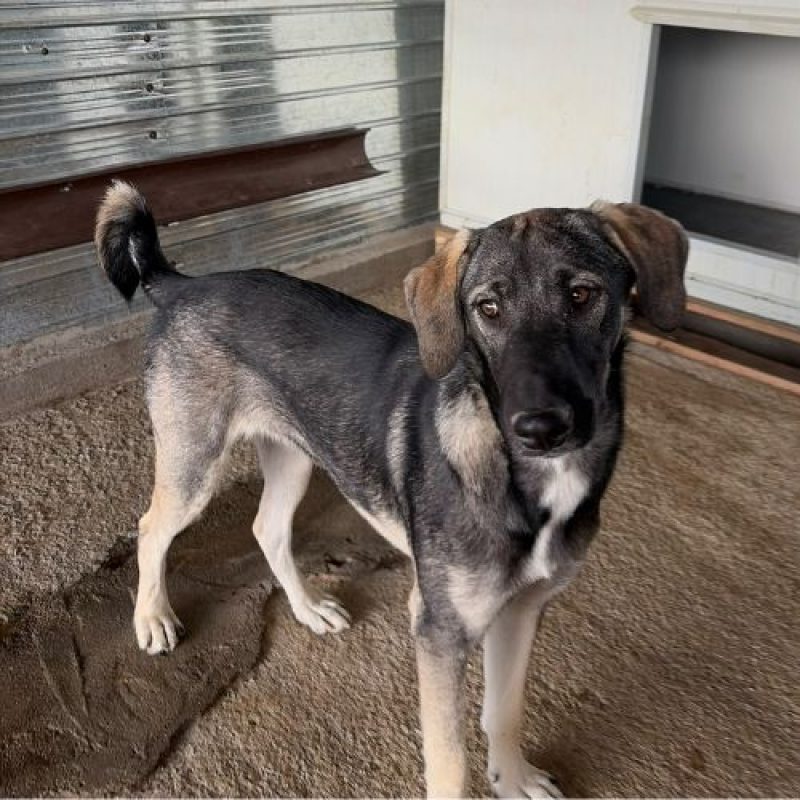 jumbilo - Chien à adopter - photo 6