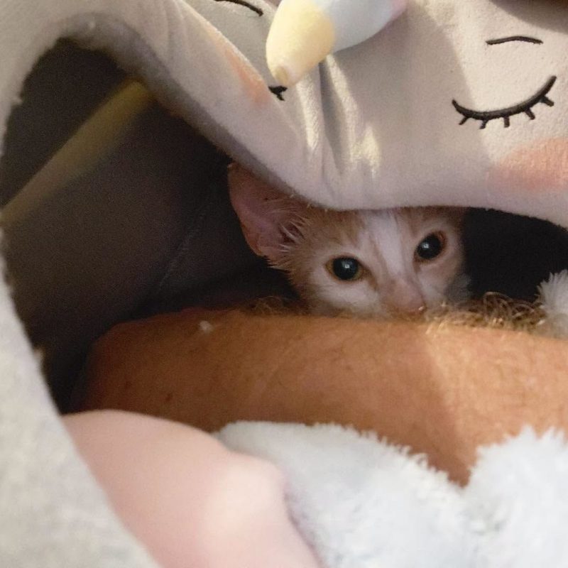 BAMBI - Chat Européen à adopter - photo 2