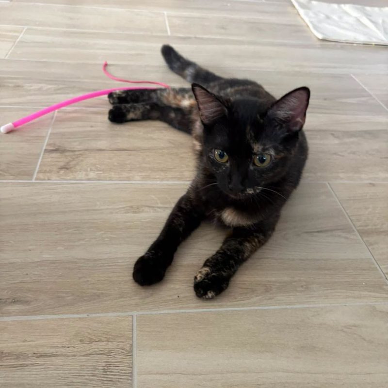 MILKA - Chat Européen à adopter - photo 2