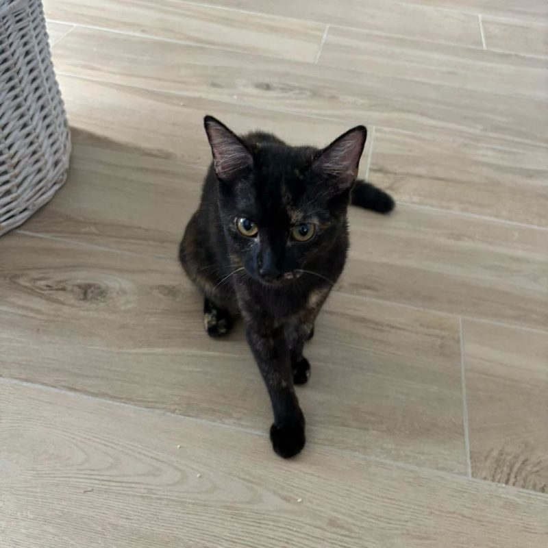 MILKA - Chat Européen à adopter - photo 3
