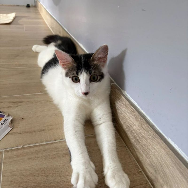 IVY - Chat Européen à adopter - photo 3