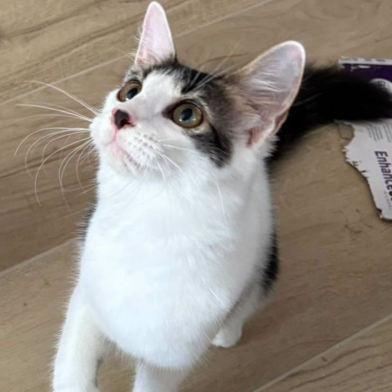 IVY - Chat Européen à adopter - photo 2
