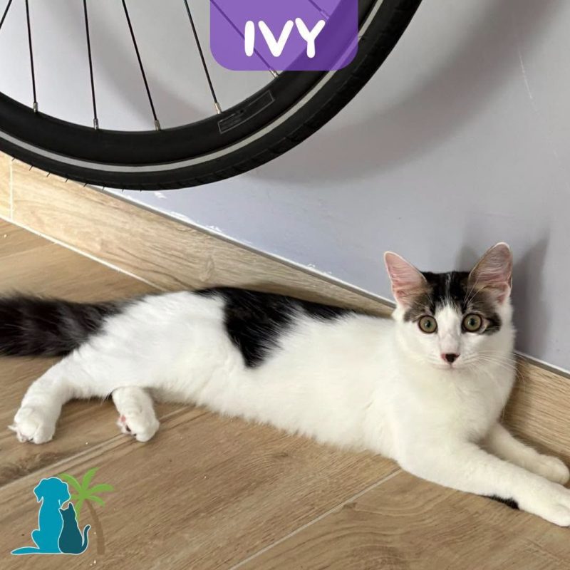 IVY - Chat Européen à adopter