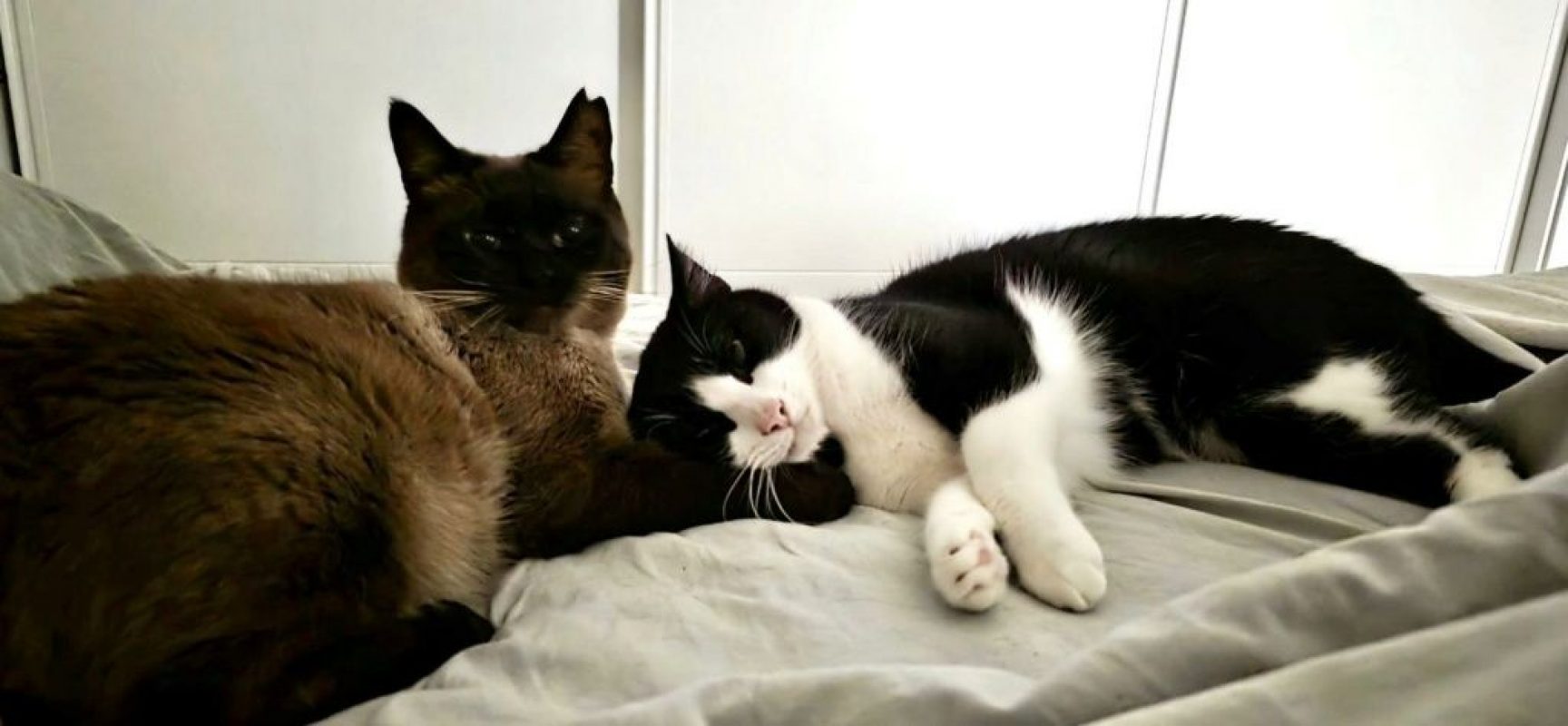 Oscar et Betty - Chat à adopter