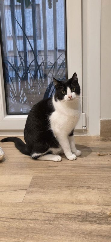 Oscar et Betty - Chat à adopter - photo 3
