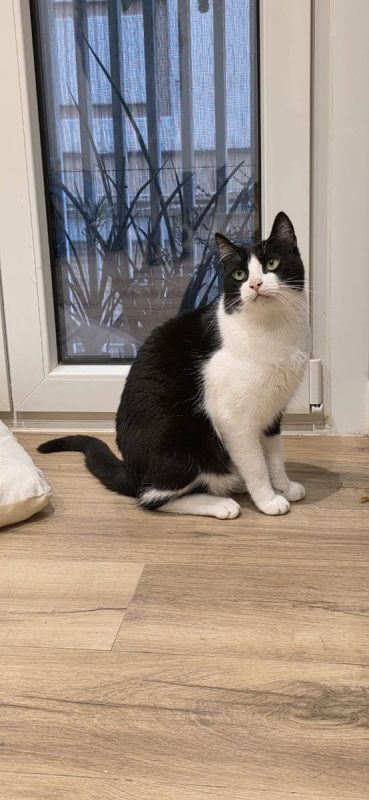 Oscar et Betty - Chat à adopter - photo 4