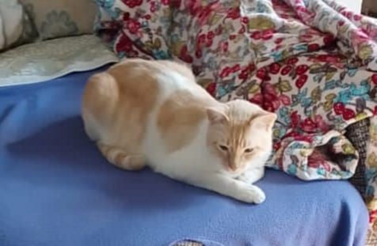 Léon - Chat à adopter - photo 3