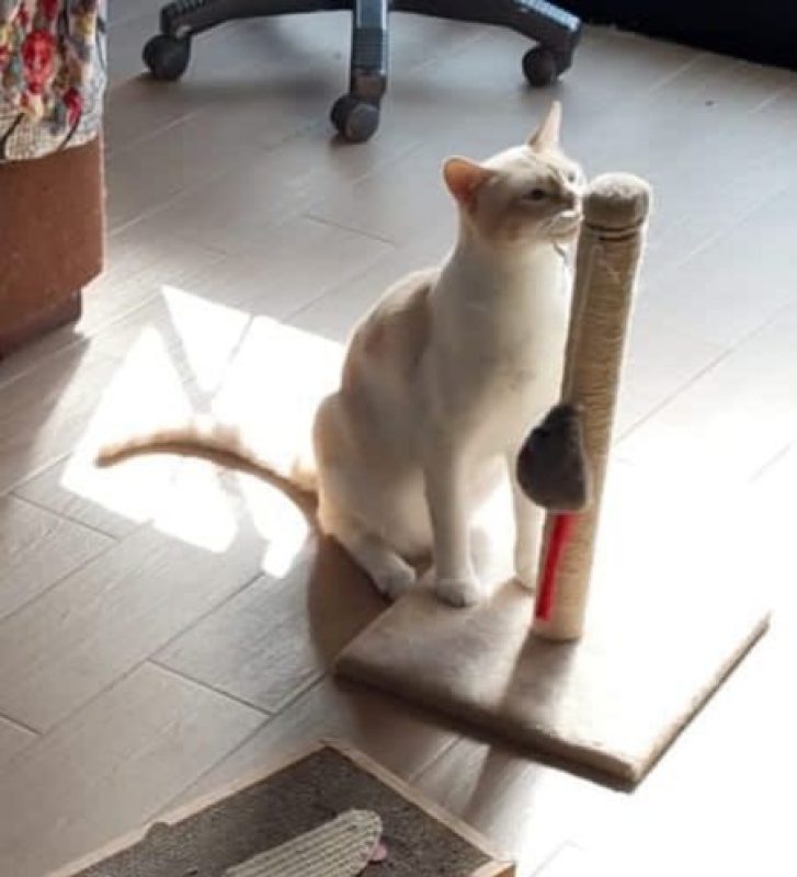 Léon - Chat à adopter - photo 4