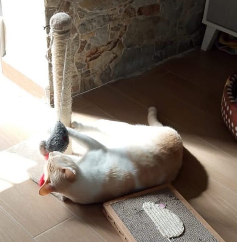 Léon - Chat à adopter - photo 5