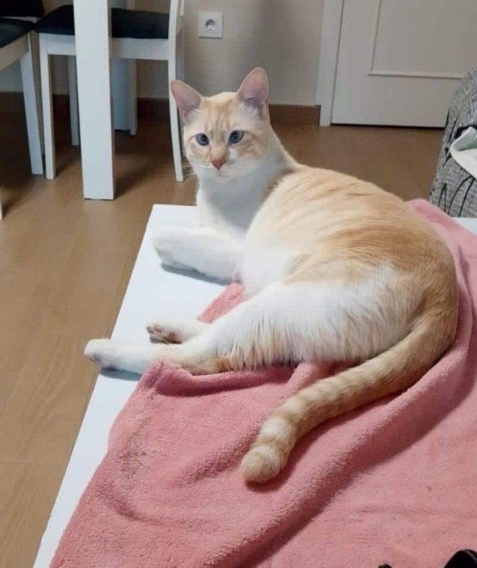 Léon - Chat à adopter