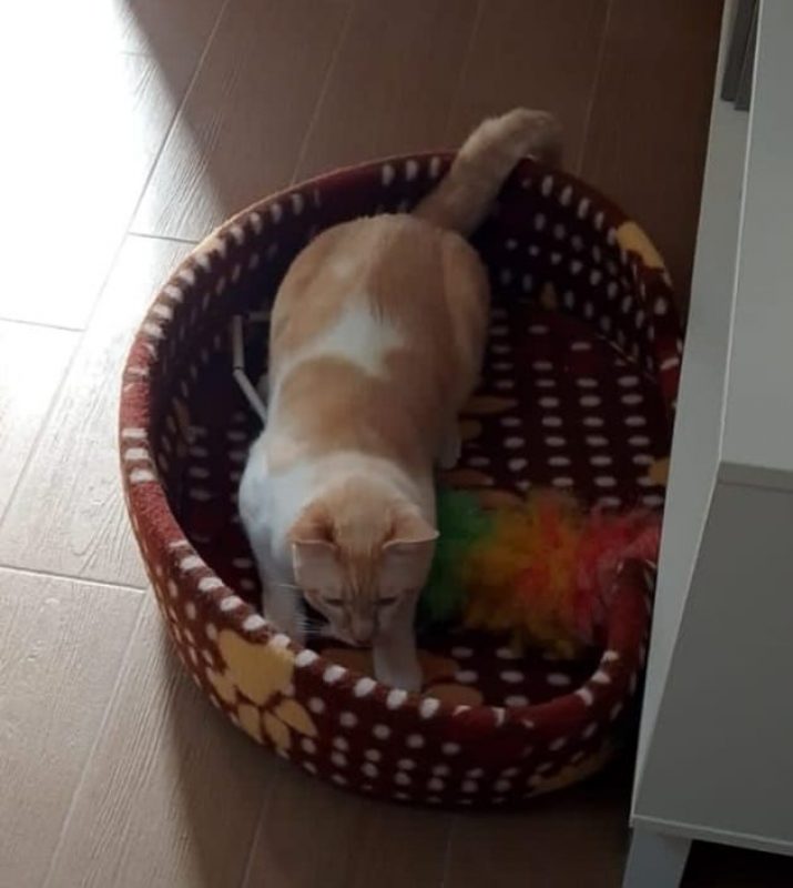 Léon - Chat à adopter - photo 2