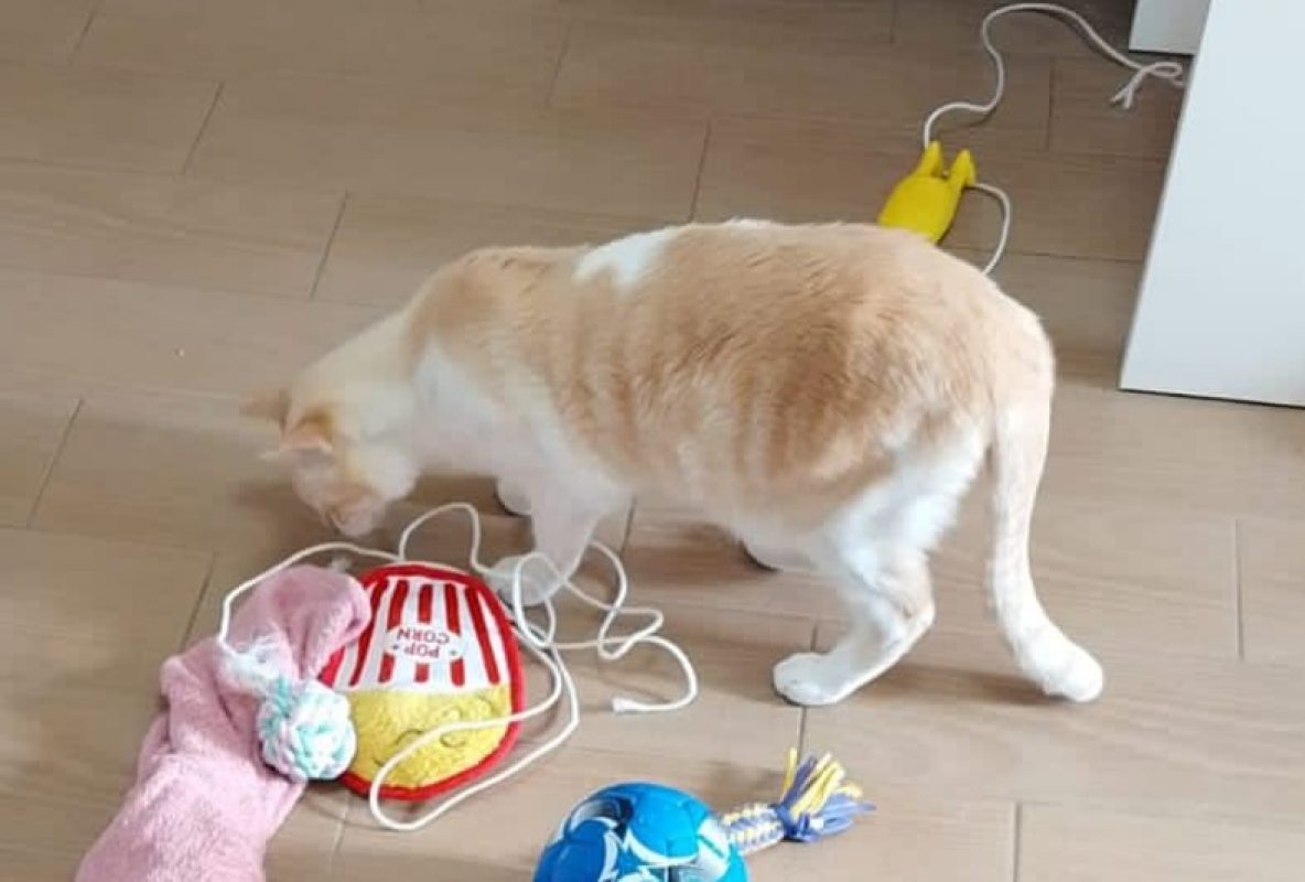 Léon - Chat à adopter - photo 6
