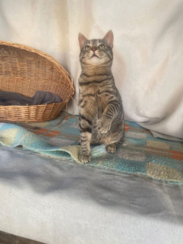 Caramelo - Chat à adopter - photo 3