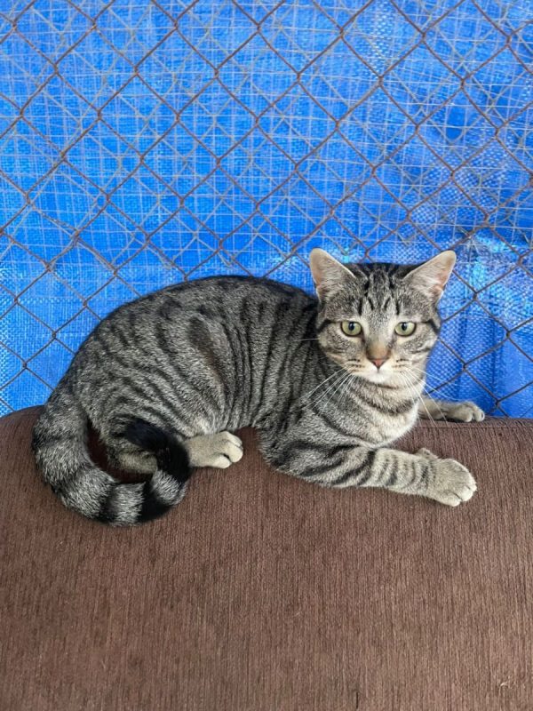 Caramelo - Chat à adopter