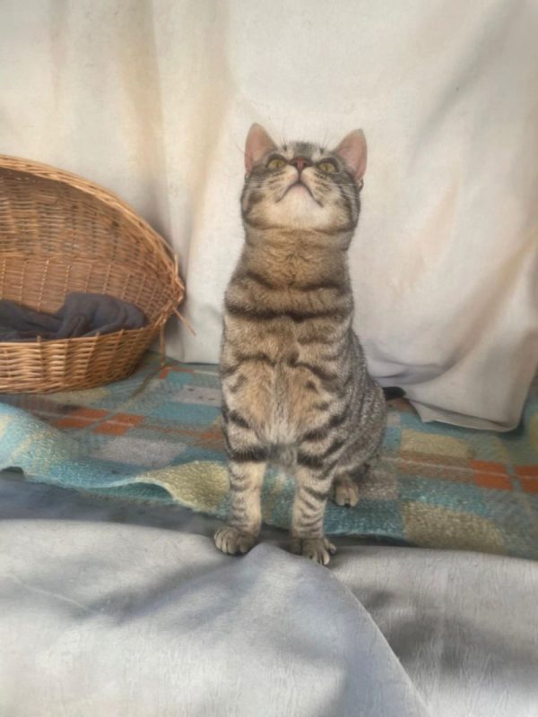 Caramelo - Chat à adopter - photo 4