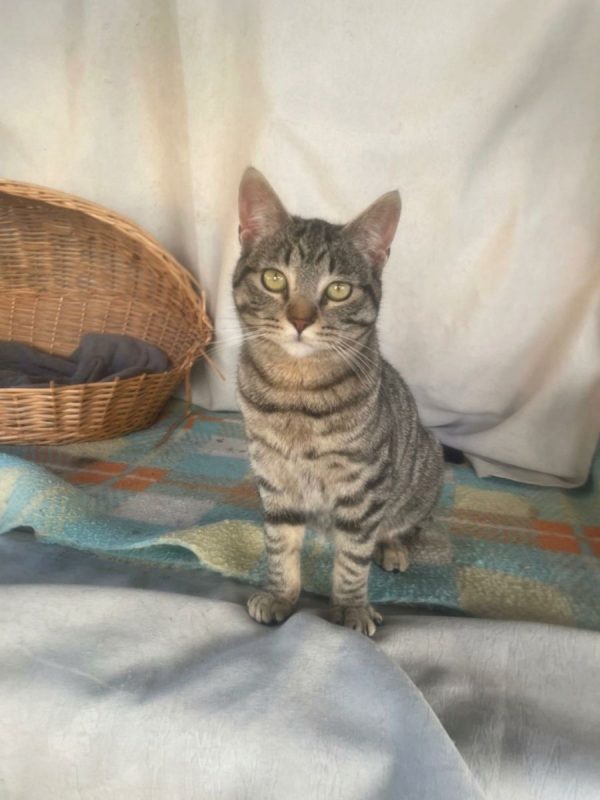 Caramelo - Chat à adopter - photo 2