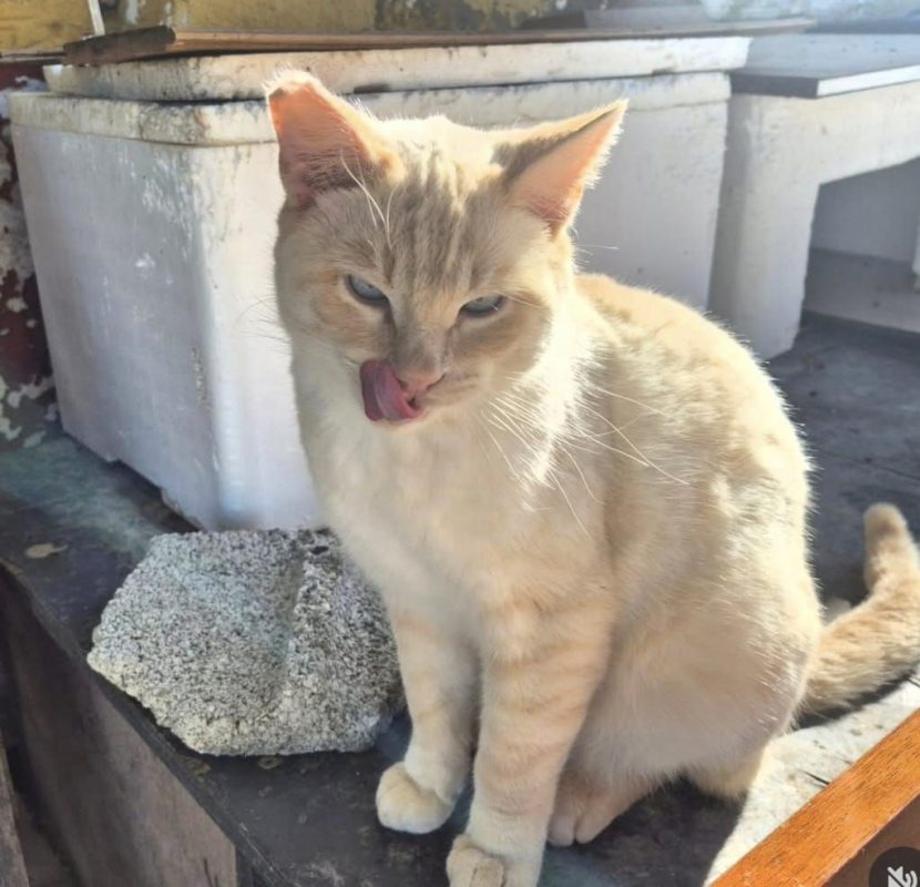 Golden - Chat à adopter - photo 2
