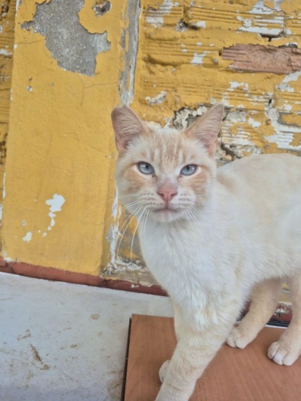 Golden - Chat à adopter - photo 4