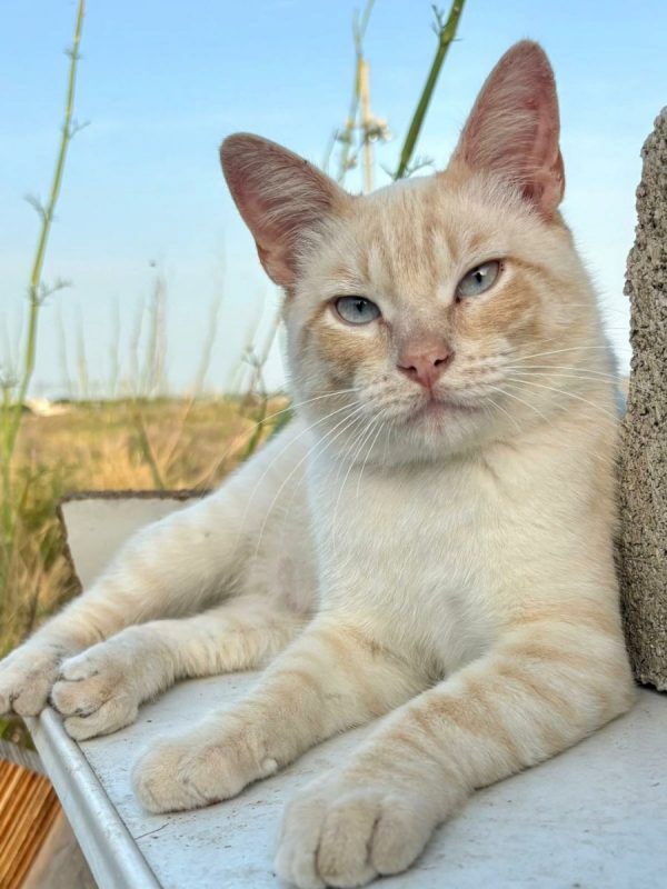 Golden - Chat à adopter