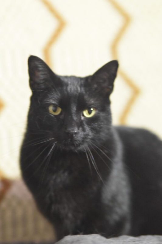 Maxi et Getxo - Chat à adopter - photo 8