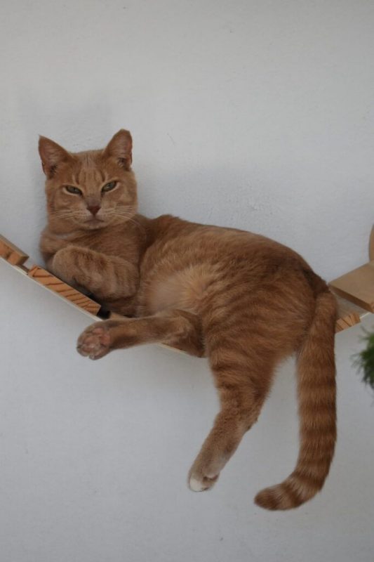 Maxi et Getxo - Chat à adopter - photo 4