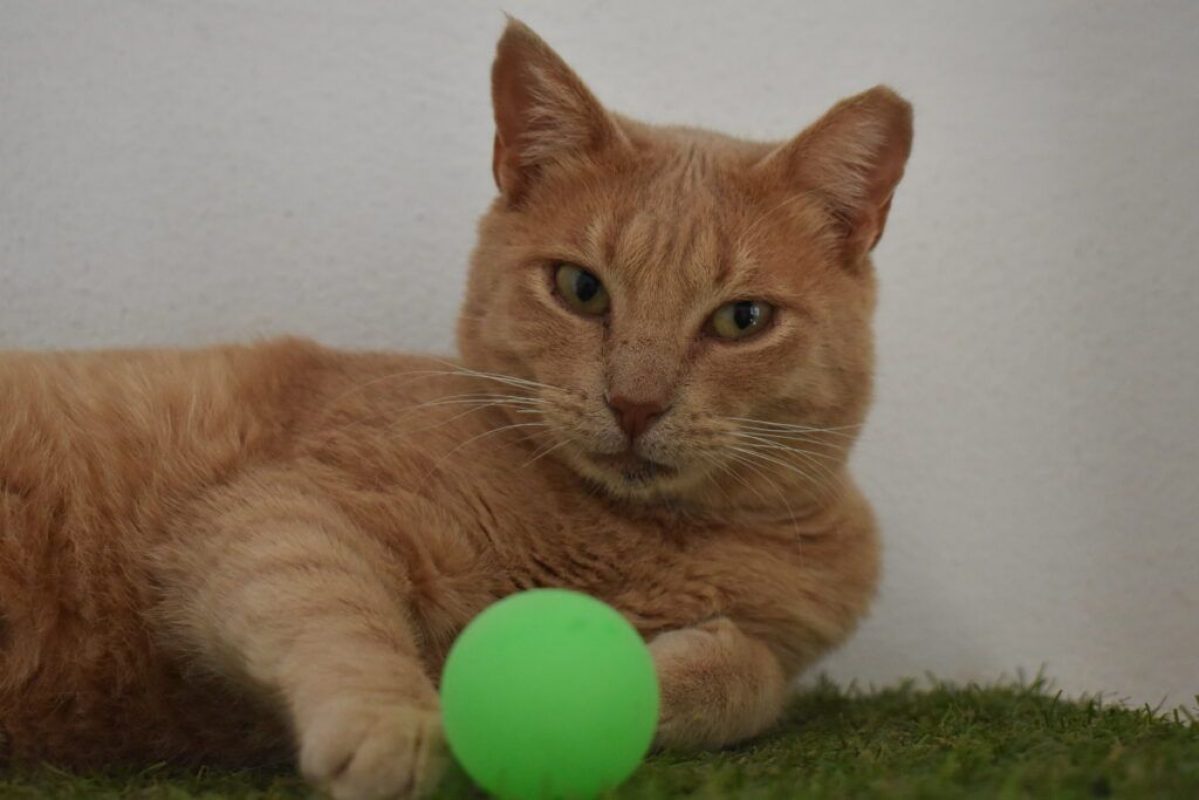 Maxi et Getxo - Chat à adopter - photo 3