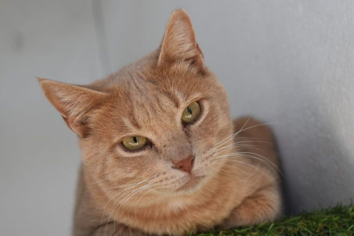 Maxi et Getxo - Chat à adopter - photo 6
