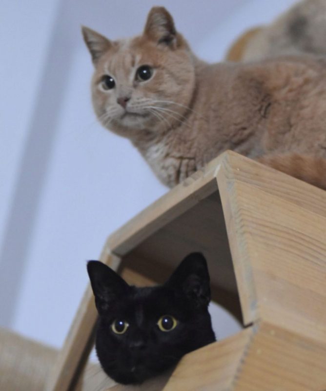 Maxi et Getxo - Chat à adopter