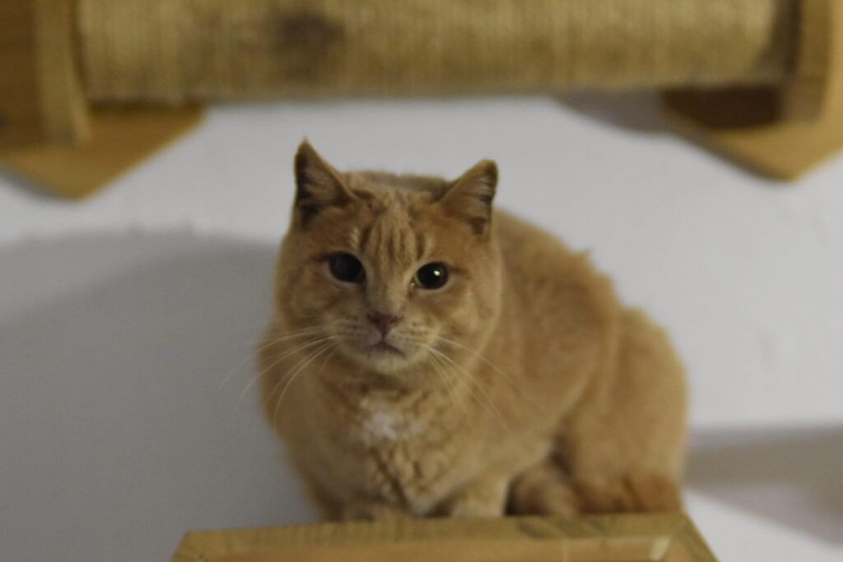 Maxi et Getxo - Chat à adopter - photo 2
