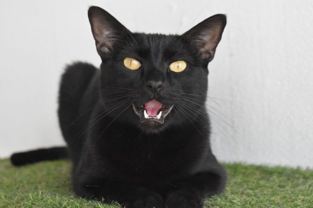 Maxi et Getxo - Chat à adopter - photo 5