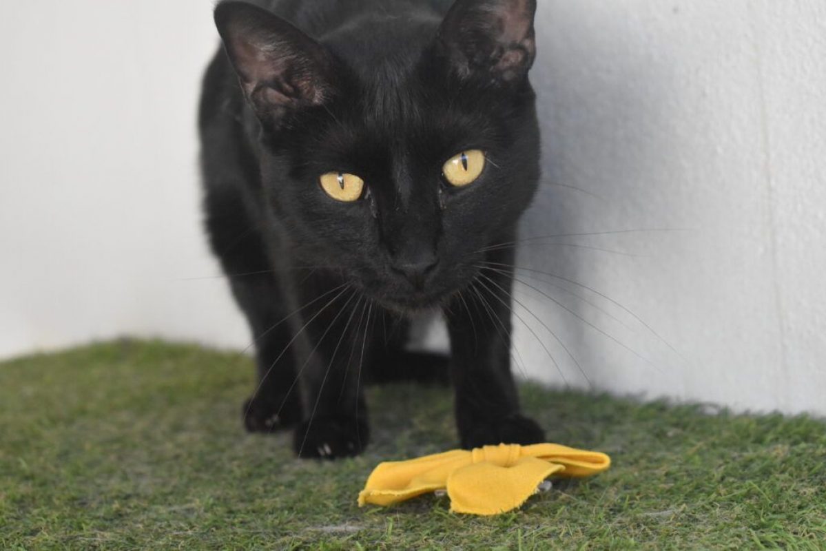 Maxi et Getxo - Chat à adopter - photo 9