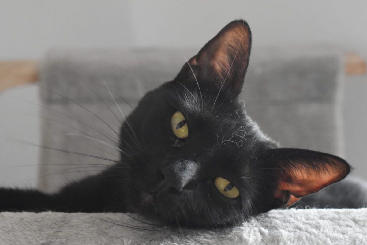 Maxi et Getxo - Chat à adopter - photo 7
