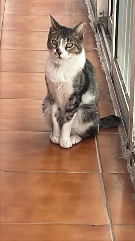 Fito (tigré blanc) - Chat à adopter