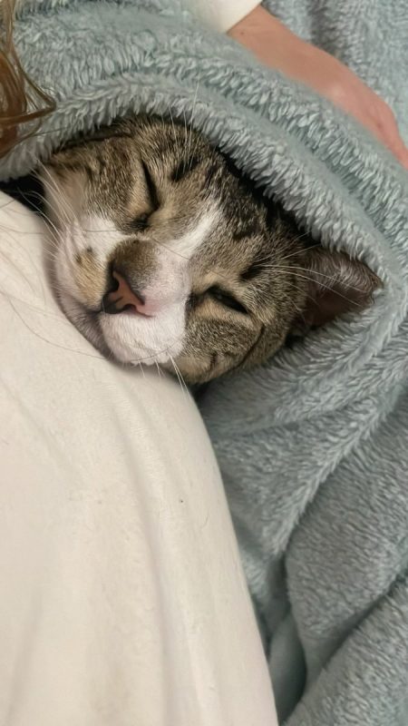 Fito (tigré blanc) - Chat à adopter - photo 5