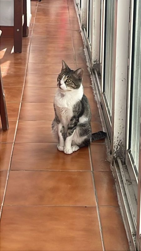 Fito (tigré blanc) - Chat à adopter - photo 2