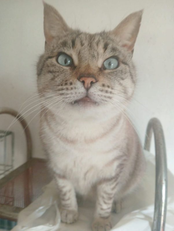 Simon - Chat à adopter - photo 8