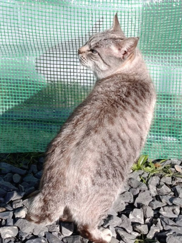 Simon - Chat à adopter - photo 5