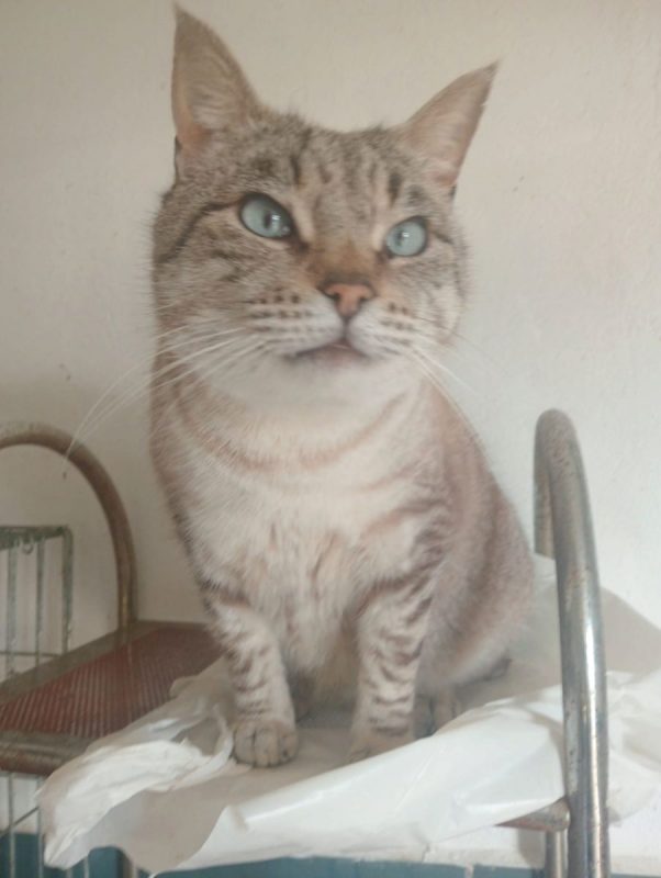 Simon - Chat à adopter - photo 7