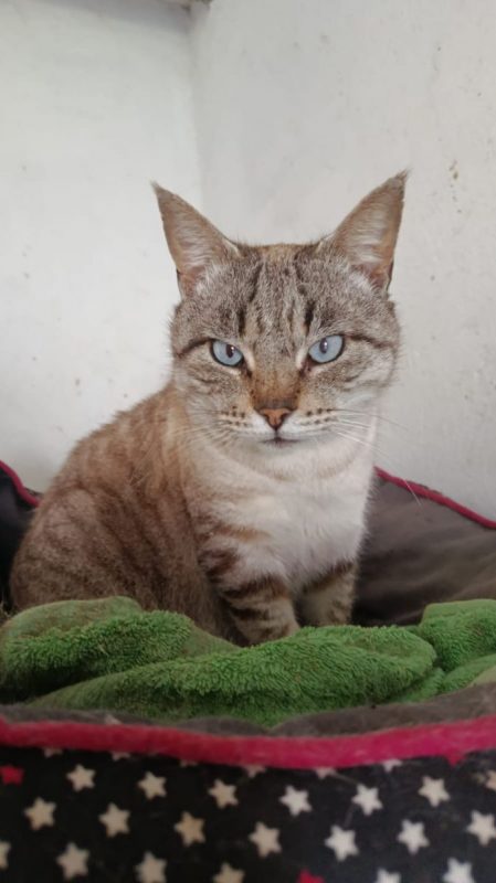 Simon - Chat à adopter - photo 2